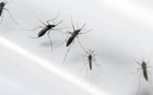 Brésil : inauguration d'un élevage de moustiques transgéniques contre la dengue