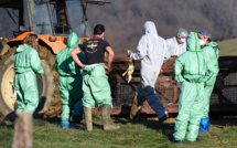 Grippe aviaire: nouvel ordre de confinement général des volailles françaises