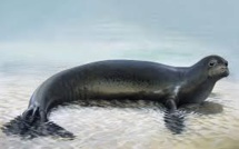 Un Macédonien expulsé de Croatie après avoir frappé un phoque moine