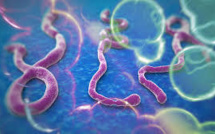 "Ebola avance plus vite que les efforts pour le contrôler"