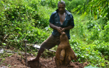 L'« île bio » de Cicia (Fidji) fournit des ignames à la Communauté du Pacifique Sud
