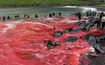 Une danseuse étoile défend les dauphins dans les Iles Féroé