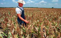 Etats-Unis: réputé plante du changement climatique, le sorgho décimé par la sécheresse