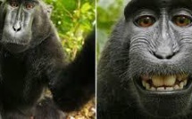 Wikimedia: litige autour d'un selfie pris par un singe