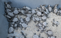 Au Panama, les tortues de mer, cibles des braconniers et des prédateurs