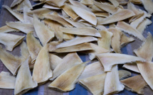 A Hong Kong, le commerce des ailerons de requin menacé par la conférence sur la faune