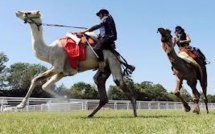 Dans la Sarthe, les passionnés de course de dromadaires rêvent de reconnaissance