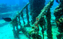 Au large de la Floride, un cimetière sous-marin utile à la faune aquatique