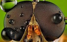 La mouche de l'Antarctique, insecte de l'extrême au génome minuscule