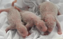 Les plus "vieux" triplés pandas du monde voient le jour en Chine