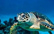 Les migrations de 150 tortues marines de l'océan Indien scrutées par l'Ifremer