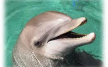 Les dauphins poussent des cris perçants quand ils sont contents