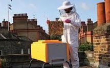 Les abeilles sauvages se portent bien en ville