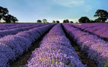 La lavande sous la menace d'un insecte destructeur et de la réglementation européenne
