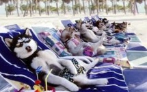 Sur le littoral romain, une plage réservée aux chiens