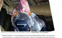 Brésil : il met son bracelet électronique à un coq et va vendre de la drogue