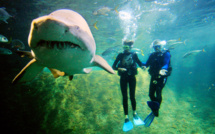 Vote "historique" attendu sur les requins au 19e sommet des espèces menacées