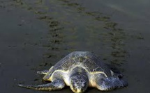 Nicaragua: arrivée de tortues sous la protection de l'armée