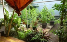 Papara : destructions de 235 plants de paka