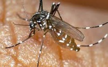 Le Var en état de vigilance après un premier cas de dengue autochtone