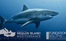Méditerranée: les dents de la mer sont bien émoussées