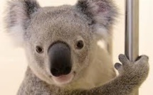 Un koala miraculé du bouche-à-bouche