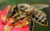 L'abeille, une diversité génétique étonnante pour un animal domestique