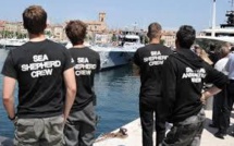 Iles Féroé : 14 militants arrêtés en tentant de protéger des dauphins-pilotes