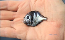Une nouvelle espèce de poisson découverte en Nouvelle-Calédonie
