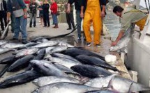 Des nations d'Asie-Pacifique veulent diviser par deux la pêche de jeunes thons rouges