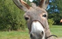 Une association de protection des ânes poursuit une ex-employée pour diffamation