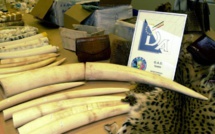 Les autorités kényanes cachent l'ampleur du braconnage dans le pays