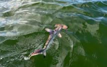 Galapagos: découverte d'une nouvelle nurserie de requins-marteaux, en danger d'extinction