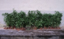 1064 pieds de cannabis saisis à Rurutu