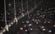 L'Europe fait face à la pire grippe aviaire de son histoire