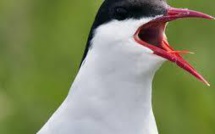 Plus de la moitié des espèces d'oiseaux d'Amérique du Nord menacée par le réchauffement