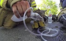 Un chat sauvé des flammes et réanimé par les pompiers à Berlin