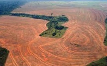 Brésil: la déforestation de l'Amazonie en hausse de 29% entre 2012 et 2013