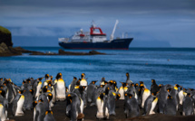 Les manchots royaux de Crozet menacés par le réchauffement climatique
