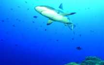 Les requins de Polynésie sont des stars sur YouTube