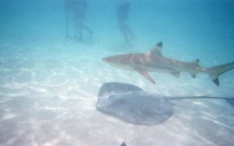 Une touriste mordue par un requin à pointes noires dans le lagon de Moorea