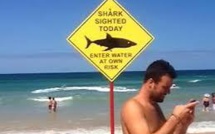 Un Etat d'Australie renonce à la capture systématique des requins
