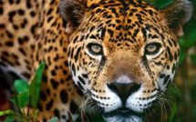 Le jaguar, roi menacé du Pantanal brésilien