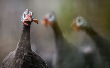 Grippe aviaire: les volaillers français plaident pour une vaccination au niveau européen