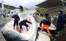 L'Islande sommée de stopper la chasse à la baleine par l'UE et une coalition internationale