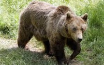 Pas d'implication humaine dans la mort de l'ours Balou