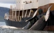 Baleines: la pression s'accroît sur le Japon, déterminé à retourner en Antarctique