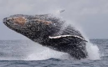 Le Gabon se pose en défenseur africain des baleines