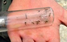 Des moustiques super-résistants aux insecticides identifiés en Asie