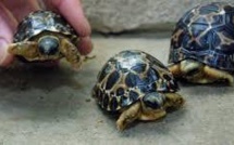Le Pakistan remet à l'eau des tortues rares transportées en Chine par des braconniers